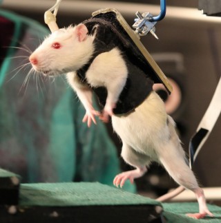 In this undated photo provided by the Ecole Polytechnique Federale de Lausanne, a previously paralyzed rat in a special harness walks voluntarily after several weeks of rehabilitation in a laboratory in Switzerland. In the new experiment reported in the Friday, June 1, 2012 issue of the journal Science, researchers led by Gregoire Courtine, of the University of Zurich and the technical university EPFL in Lausanne, Switzerland, stimulated spinal nerve circuits and used physical training. The stimulation was electrical current from implanted electrodes plus injections of a chemical mix, helping the rodents overcome paralysis to walk and climb stairs. (AP Photo/Ecole Polytechnique Federale de Lausanne)