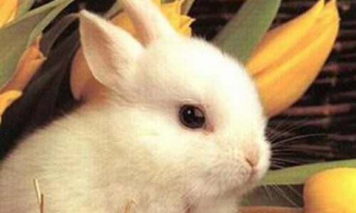 Animali. I veterinari: Vaccinare conigli da compagnia, in estate rischiano epidemie mortali