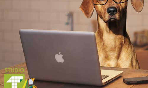 Cani in ufficio? Meno stress, più collaborazione e più produttività 