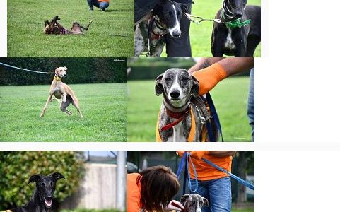 Pet Levrieri: Dopo i greyhound e i lurcher anche 21 galgo sono arrivati in Italia. Tutti adottati 